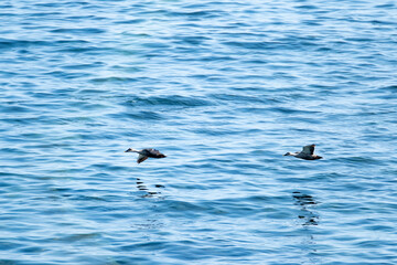 a duck flying over the sea