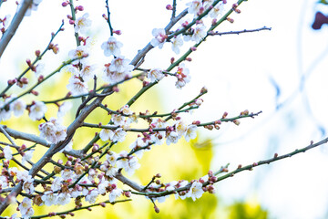 cherry blossoms