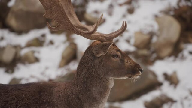 Fallow Buck Deer With A Huge Antler In Winter Nature. Close Up Shot