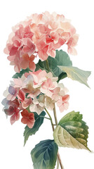 紫陽花の水彩画