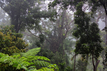Misty Rainforest near Lake Morris, Queensland, Australia