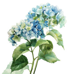 紫陽花の水彩画