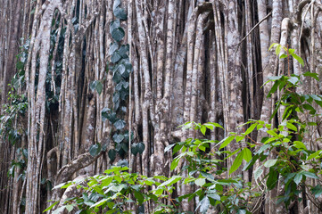 Obraz premium Strangler Fig (curtain fig) near Yungaburra, Atherton Tablelands, North Queensland, Australia