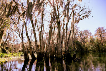 Sun beams through trees at Silver Springs, Ocala, FL