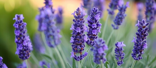 a bunch of purple flowers are growing in a garden . High quality