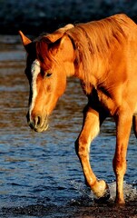 Wild Horse in Light of Dawn