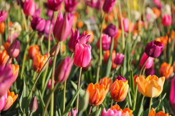 Colorful tulips flowers in bloom in a garden during spring season. Suitable for natural background, wallpaper or screensaver.