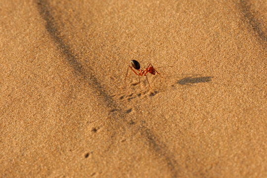 Desert Ant (Cataglyphis bicolor) on the sand closeup macro shot
