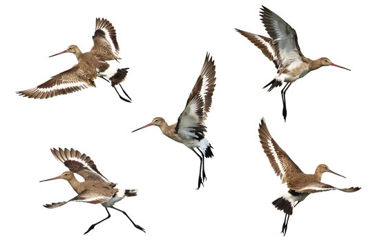 Black-tailed godwit flying isolated on transparent background png file