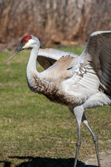 Fototapeta premium Sandhill Crane (Antigone canadensis) Strutting with Wings Open in Wetland