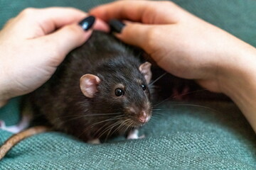 Black domestic rat Dumbo in female hands.
