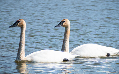 Obraz premium Trumpeter Swans (Cygnus buccinator) Swimming In Blue Water