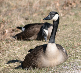 Canada Goose (Branta canadensis) Resting On Grass