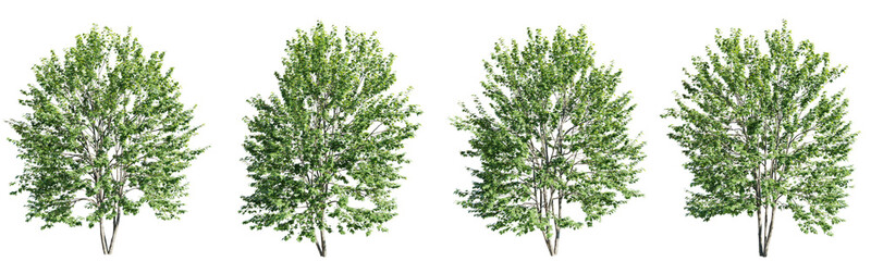 Acer saccharinum tree on transparent background.3d rendering PNG - obrazy, fototapety, plakaty