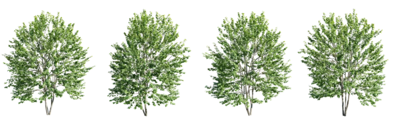 Foto op Canvas Acer saccharinum tree on transparent background.3d rendering PNG © Chayanee