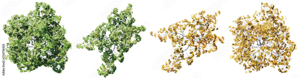 Poster top view tree,acer palmatum tree isolate transparent background.3d rendering png