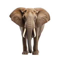 big elephant isolated on transparency background PNG