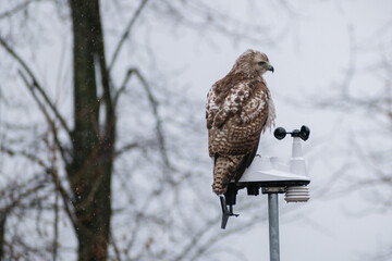 Immature Red-tailed Hawk (Buteo jamaicensis) Perched On Weather Gauge
