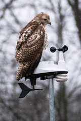Immature Red-tailed Hawk (Buteo jamaicensis) Perched On Weather Gauge On Snowy Day