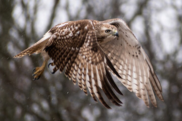 Immature Red-tailed Hawk (Buteo jamaicensis) Mid Flight Close Up Motion Shot On Snowy Day