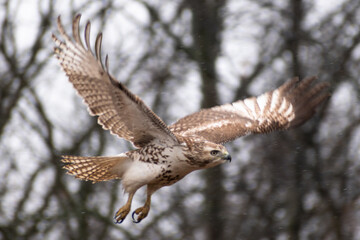 Immature Red-tailed Hawk (Buteo jamaicensis) Mid Flight Close Up Motion Shot With Wings Spread On Snowy Day