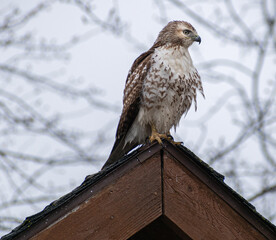 Immature Red-tailed Hawk (Buteo jamaicensis) Perched On Roof Side Profile