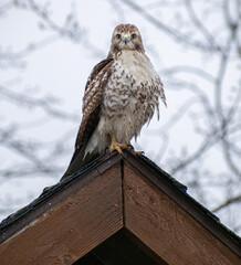 Immature Red-tailed Hawk (Buteo jamaicensis) Perched On Roof Peak