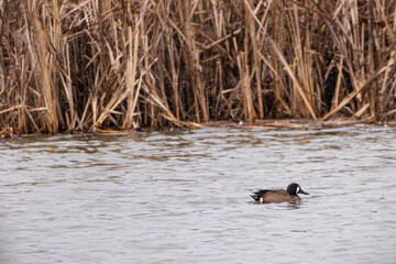 Blue-winged Teal (Spatula discors) Swimming In Grassy Wetland On Snowy Day