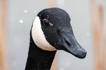 Canada Goose (Branta Canadensis) Face Close Up On Snowy Day