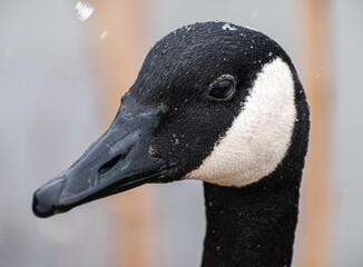Canada Goose (Branta Canadensis) Face Close Up Side Profile On Snowy Day