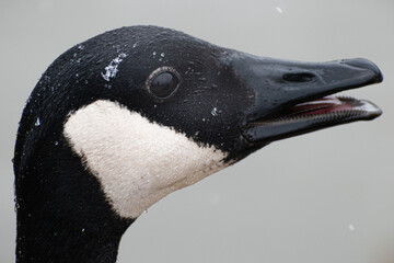 Canada Goose (Branta Canadensis) Face Close Up With Beak Open On Snowy Day