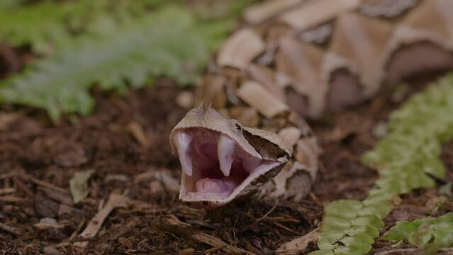 Gaboon viper showing off her enormous fangs