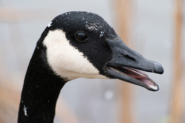Canada Goose (Branta Canadensis) Face Close Up Honking In Snowy Wetland Side View