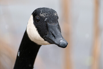 Canada Goose (Branta Canadensis) Face Close Up With Snow In Feathers