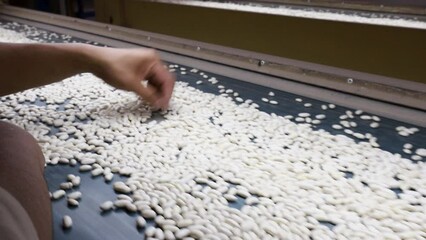 Worker inspecting a conveyor belt of white silkworm cocoons in a silk factory, close-up