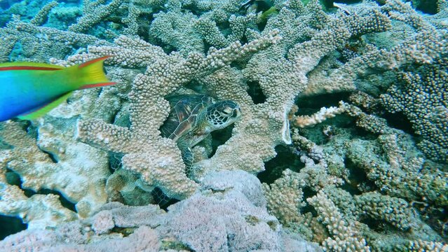 Clown Coris And Marine Fishes With Turtle On The Coral Reefs. - underwater shot
