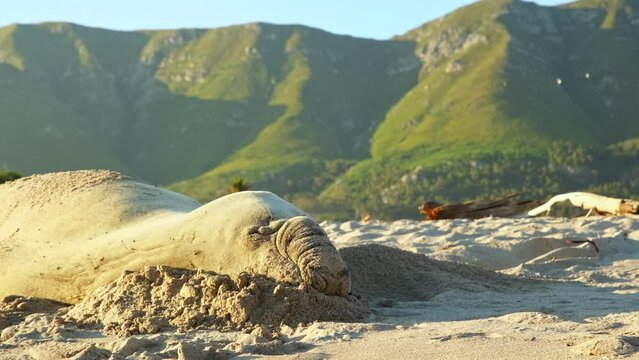 Southern Elephant Seal asleep on sandy beach with green mountain background