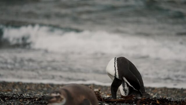 Magellanic Penguin Cleaning And Grooming Itself With Its Beak In Isla Martillo, Tierra del Fuego, Argentina - Wide Shot