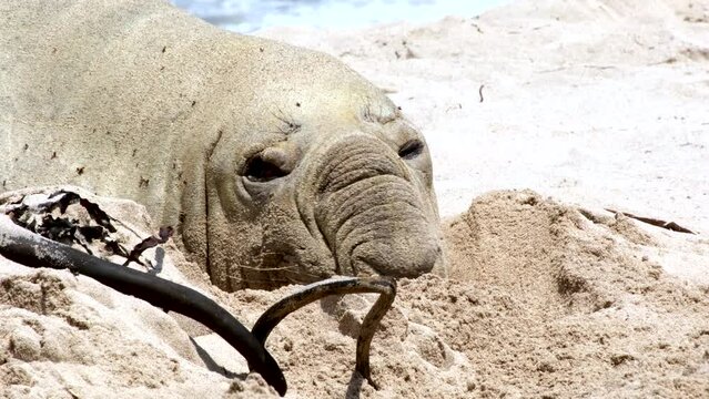 Closeup telephoto view of Southern Elephant Seal on sandy beach for annual moult