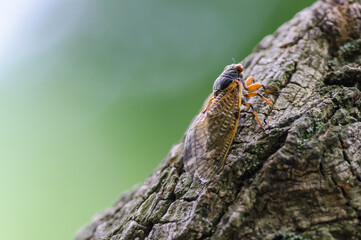 Cicada