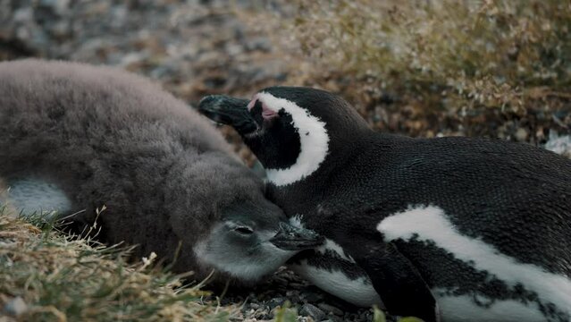 Magellanic Penguin Adult And Chick At Isla Martillo In Tierra del Fuego, Argentina. closeup shot