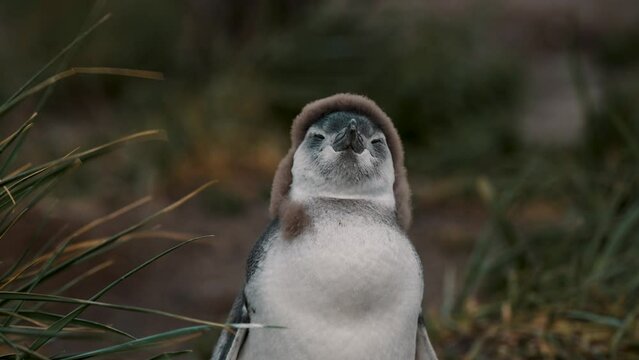 Closeup of Magellanic Penguin Chick On A Windy Day At Isla Martillo In Tierra de Fuego, Argentina.