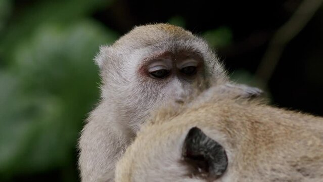 Malaysian macaque grooming another monkey, natural deworming behavior. Malaysia