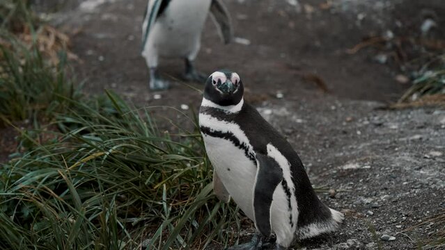 Magellanic Penguin Walking Around In Isla Martillo, Tierra del Fuego, Argentina - Close Up