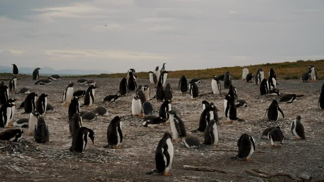 Colony Of Gentoo Penguins In Isla Martillo, Tierra del Fuego, Argentina - Wide Shot
