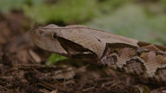 Gaboon viper extreme close up of snake