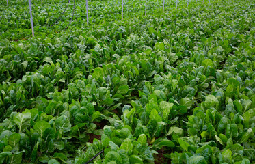 Growing mangold in the greenhouse. High quality photo