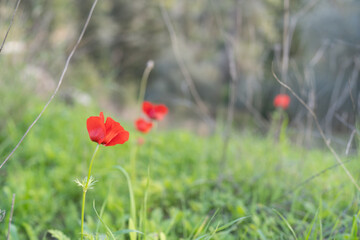 Single Red Poppy Captures Attention In Sharp Focus Against The Blurred Greens Of Its Natural Habitat.