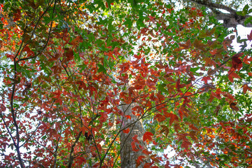 Autumn leaves on the roof of an old wooden house in the forest