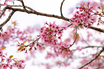 Pink Cherry blossom or sakura flower.